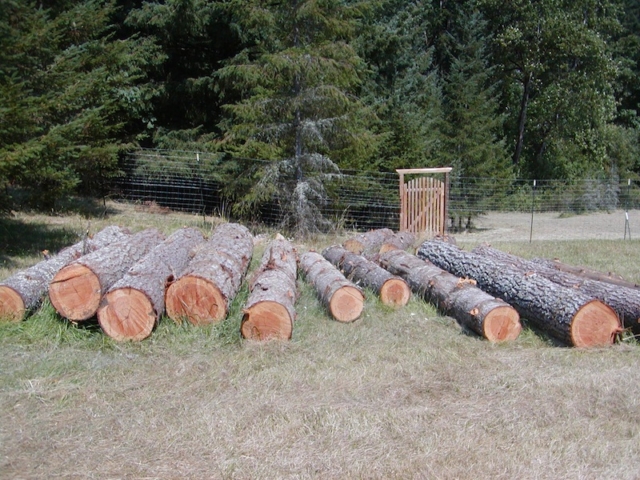 August 2013. 11 fir logs, 3 pine logs from Chezem Road neighbor