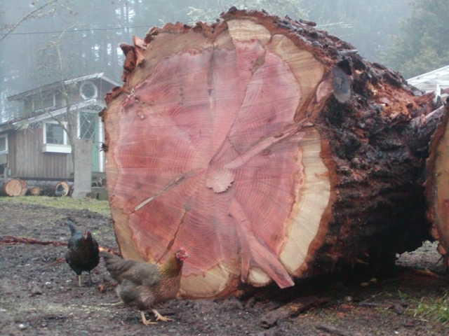 5 ft diameter redwood log