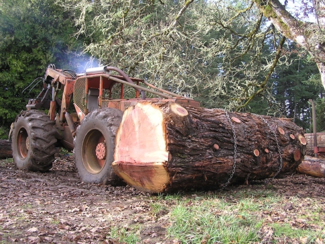 Moving a Giant Sequoia log