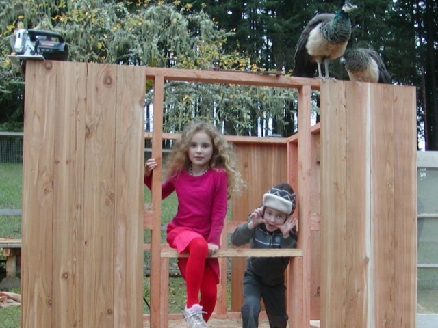 Constructing a home for peacocks, using lumber from an incense cedar log