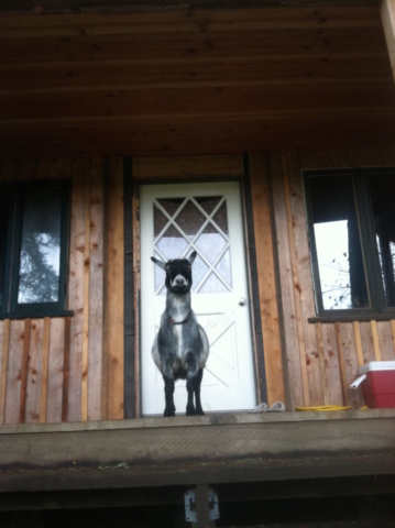 Redwood deck, cedar siding, fir tongue and groove ceiling above porch